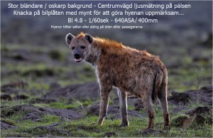 Hyena