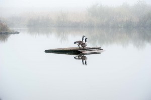 Gäss i dimman. Foto Cristian Lintrup