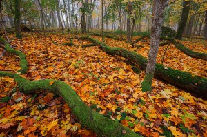 Skogen vid viken, Foto: Cristian Lintrup.